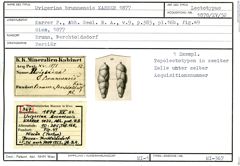 Karteikarte zum Lectotyp von Uvigerina brunnensis Karrer, 1877